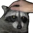 Pettheracc emoji