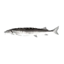 Joelfast emoji