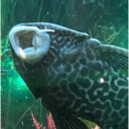 Suckerfish emoji