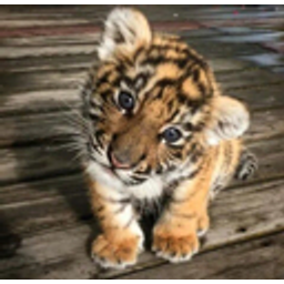 Babytiger0 emoji
