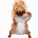 Squirrel Dance emoji