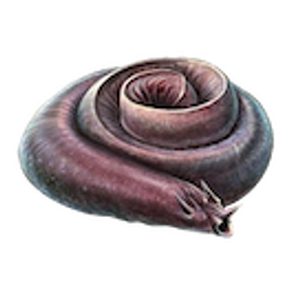 Hagfish emoji