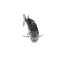 Spinning Fish emoji