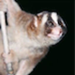 Slow Loris emoji