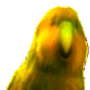 Rarest Parrot emoji