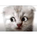 Cat Zoom Call emoji