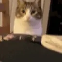 Catnom emoji