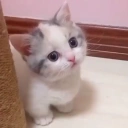 Catwithblankthoughtlesseyesstaringlookingatsomethinglistoflongcrimescriminalguiltyassaulttheftfraud emoji