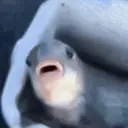Areyouafish emoji