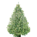 Christmastree Snatchpresents emoji