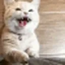 Catgetattention emoji