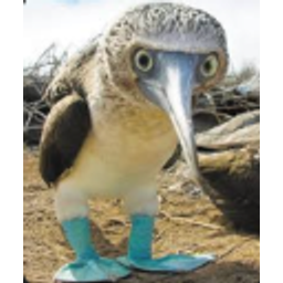 Bluebooby emoji