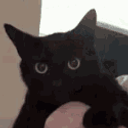 Black Cat Hiss2 emoji