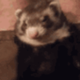 Ferretyawn emoji