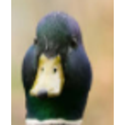 Duck Interested emoji