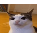 Schizocat emoji