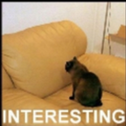 Interestingcat emoji