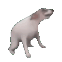 Meme Animateddogdance emoji