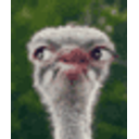 Waiting Ostrich emoji