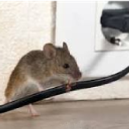 Mouse Chewing On Cables128 emoji