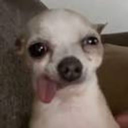 Chihuahua emoji