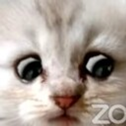 Lawyer Cat emoji