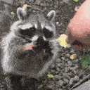 Hungry Racoon emoji