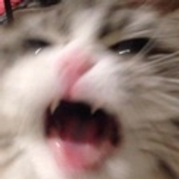 Kitty Ahhh H emoji