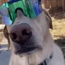 Doglookingwickedandcool emoji