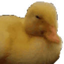 Duckyno emoji