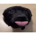 Getsreallyexcitedandwagsmytailsuperfast emoji