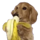 Doglookinghungryandsnacking emoji