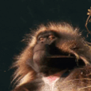 Monkey Wise emoji