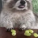 Racooneatsgreengrapes emoji