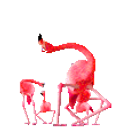 Flamingos emoji