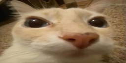 Gato emoji