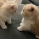 Twocatsfightingonacouch emoji