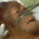 Dying Orangutan emoji