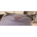 Plinkvibe emoji