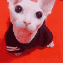 Catnakey emoji