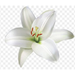 Whitelily emoji