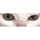 Starecat emoji
