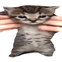Catwiggle emoji