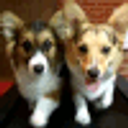 Corgi Walk emoji