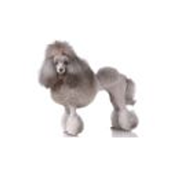 Caniche Nain1 emoji