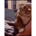 Catoverask emoji