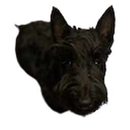 Scottishterrier emoji