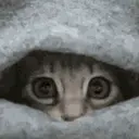 Catlurk emoji
