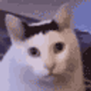 Huhcat emoji