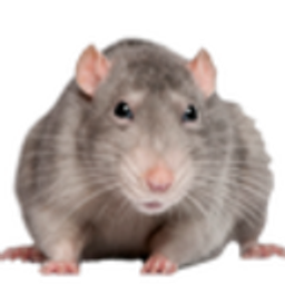 Cute Rat E emoji
